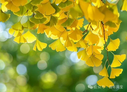 二十四节气|立秋